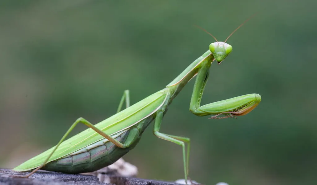 green praying mantis on wood 