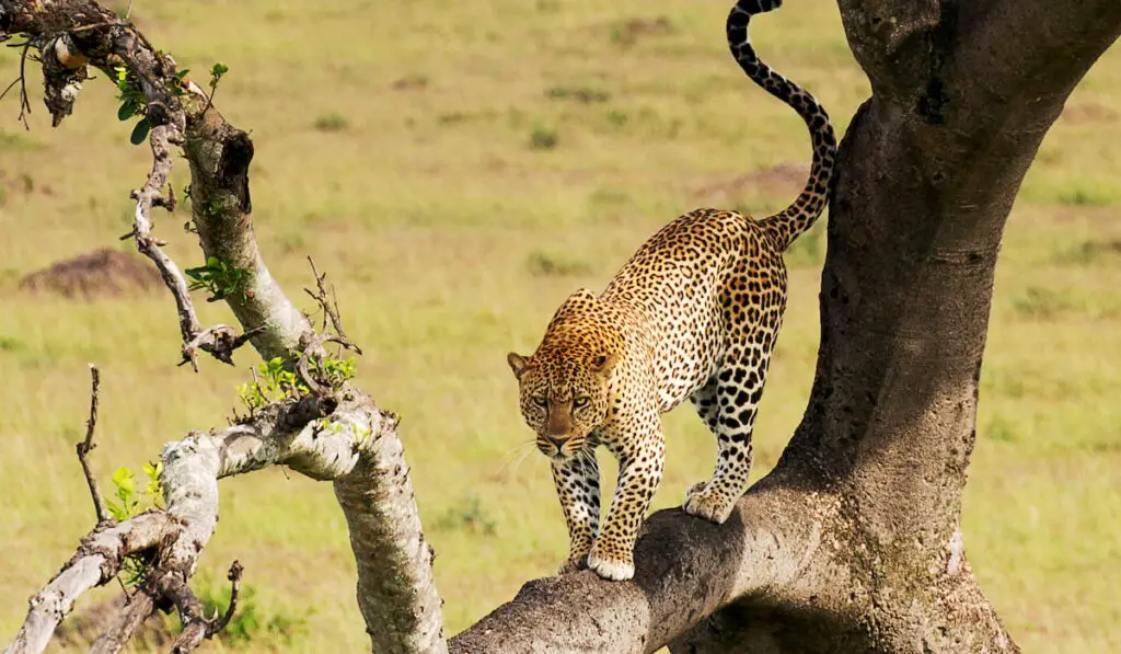 leopard on a tree