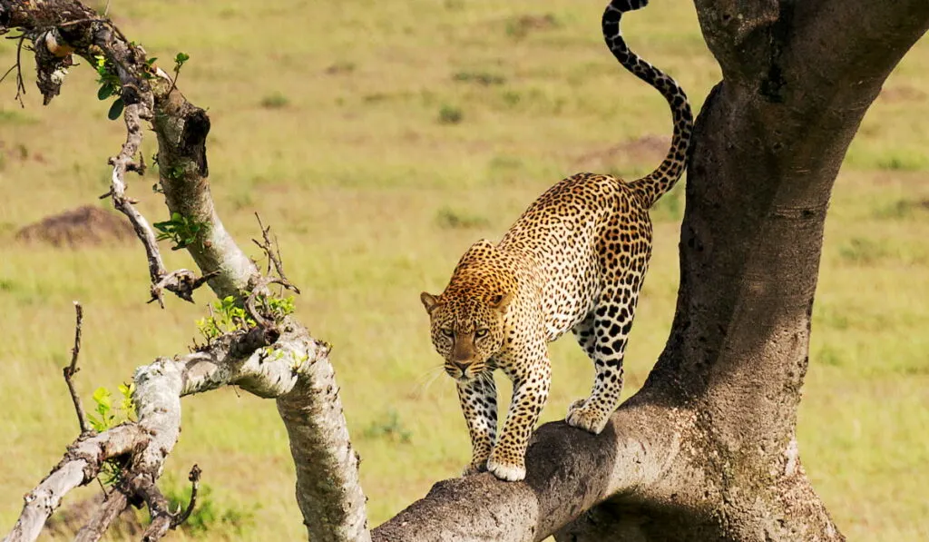 leopard on a tree 