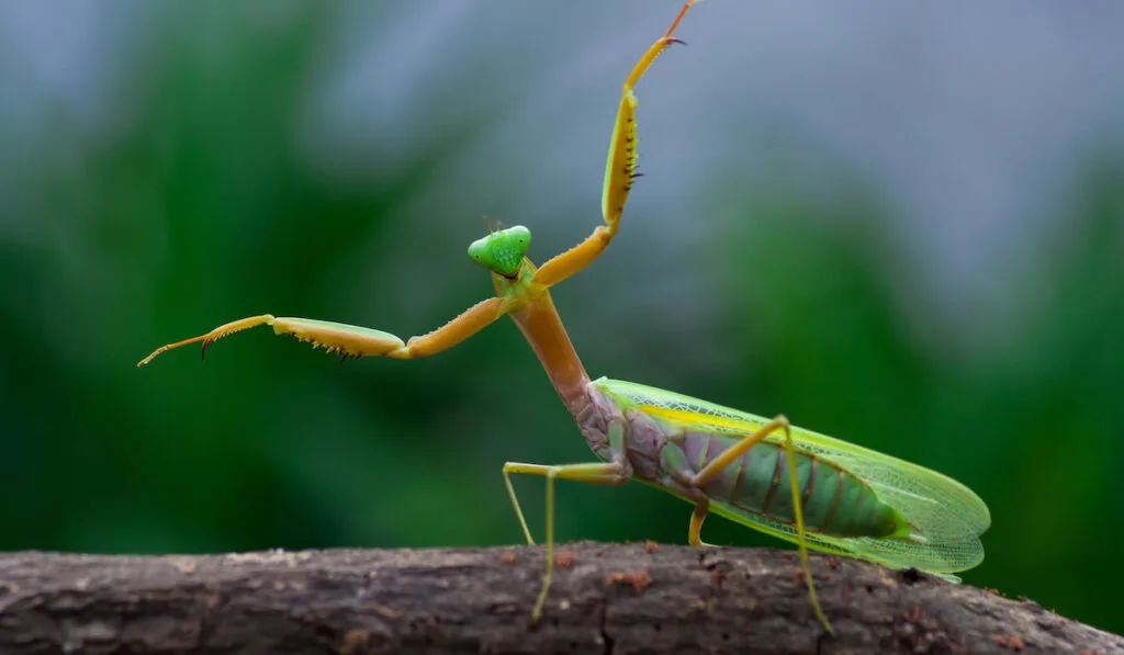 praying mantis