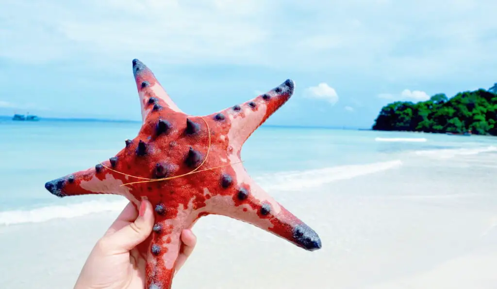 woman holding starfish by the beach