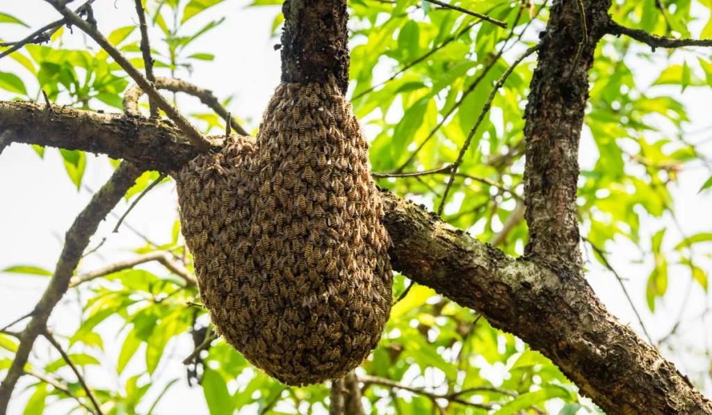 wild beehive on tree