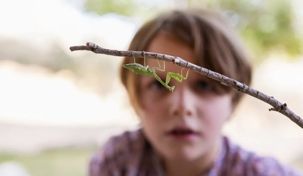 young boy looking at a praying mantis