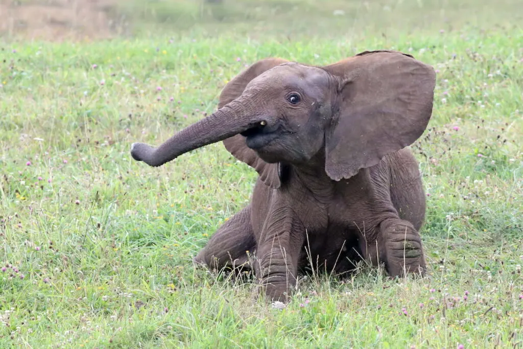 Cute and playful young elephant playing and running around in a grass field - ss220820