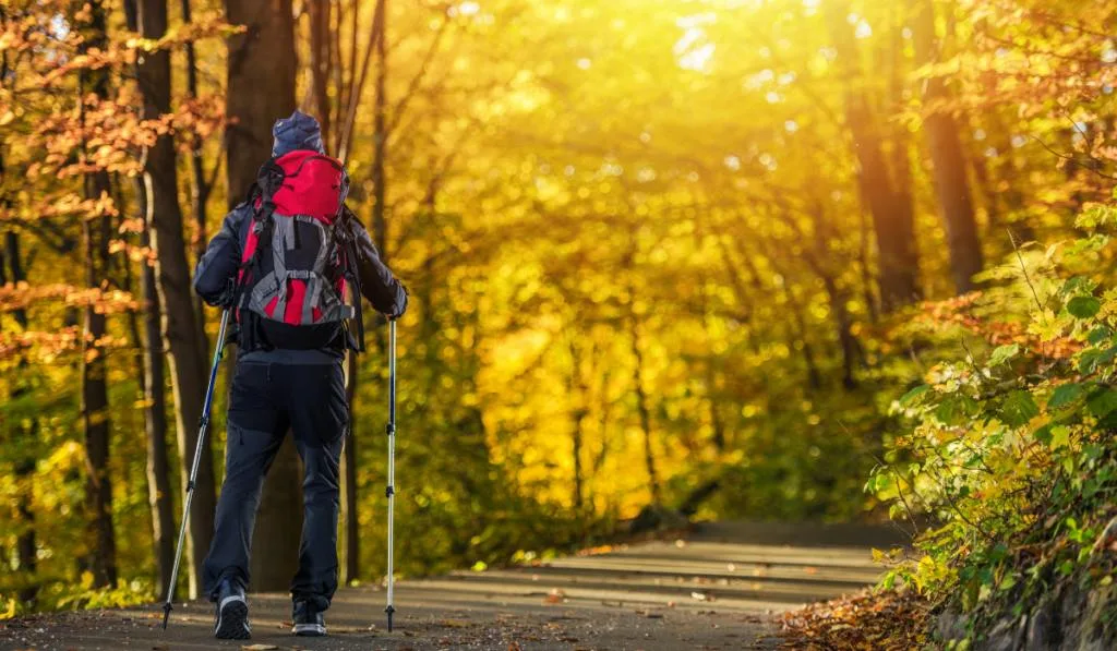 Fall Time Forest Trekking
