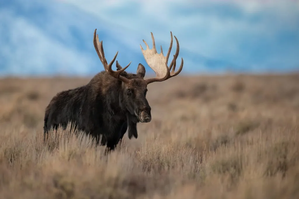 Moose in the Grand Tetons 