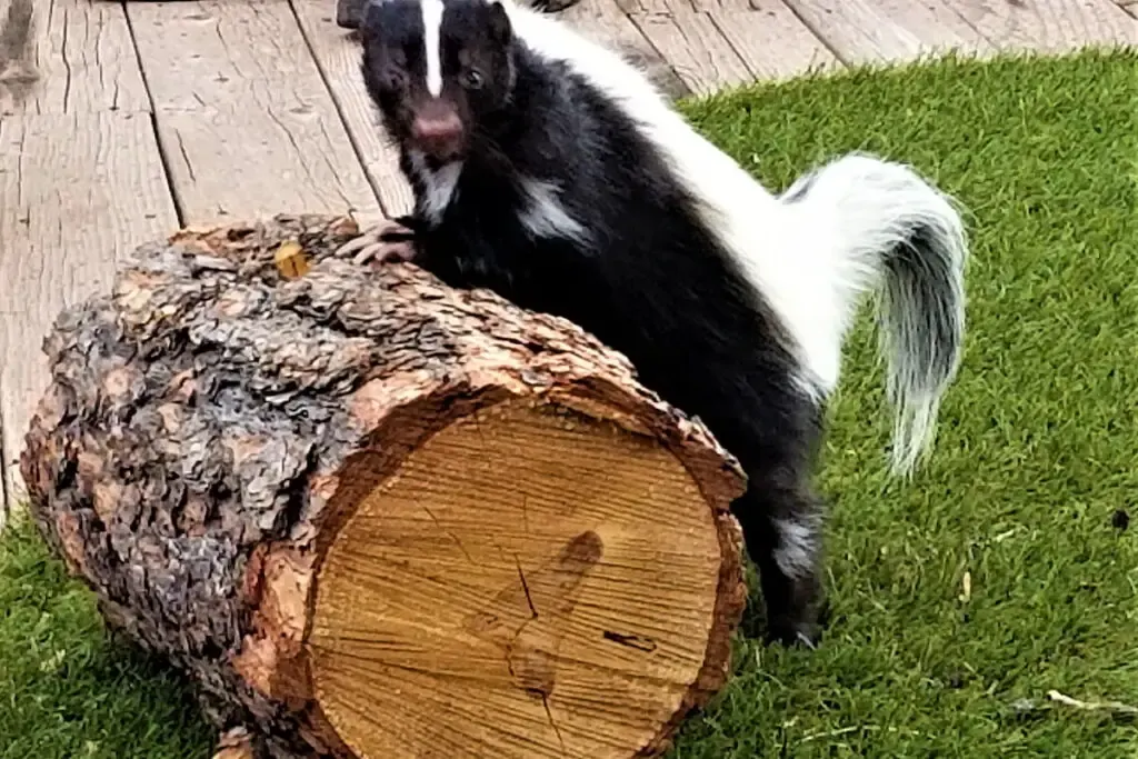 skunk on the log