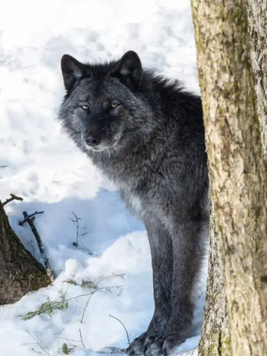 Black Wolf in Winter - ss220822