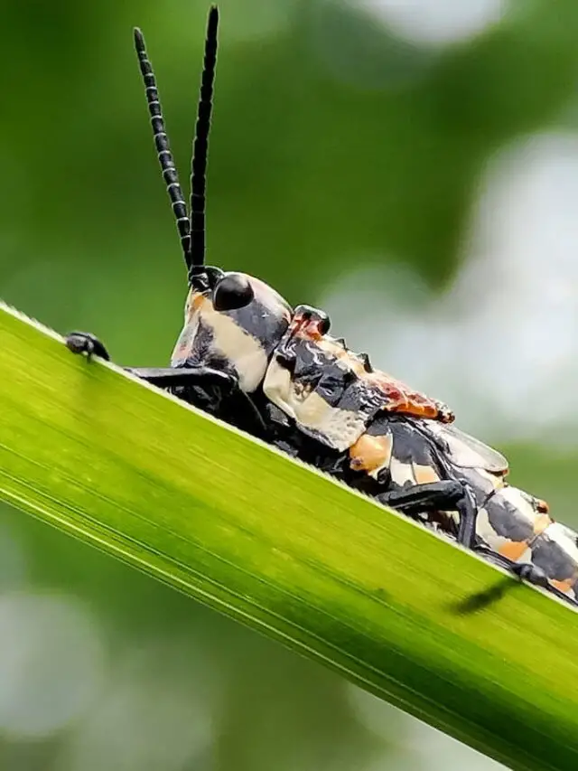 7 Steps for Taking Care of a Grasshopper