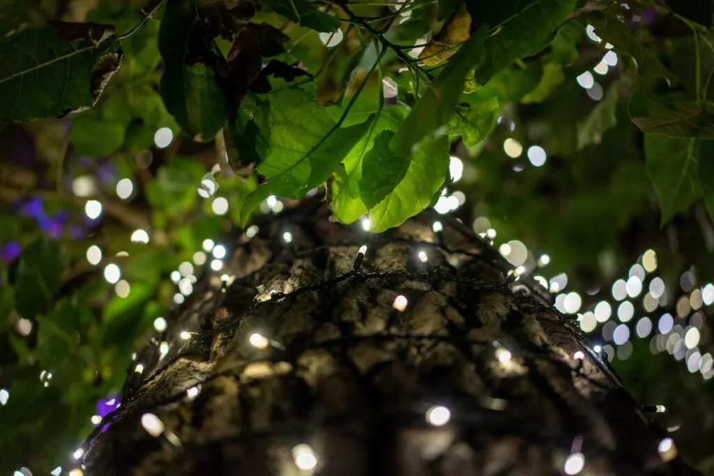 string lights on a tree at night decorations