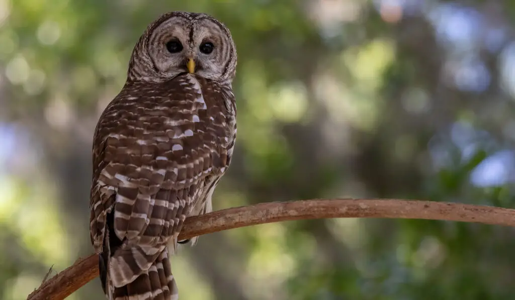 A barred owl in the Everglades National Park, Florida.
