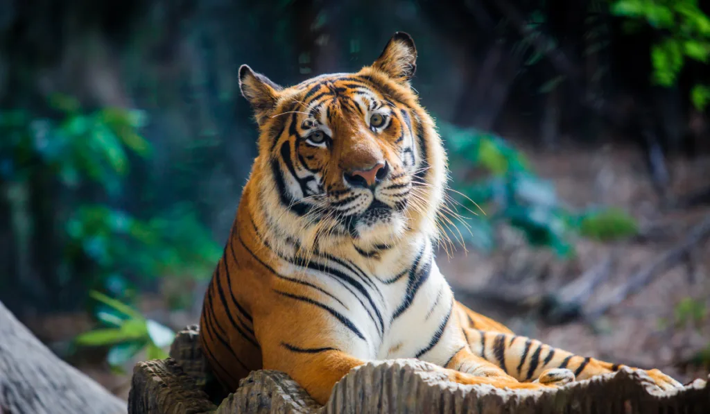  A tiger sitting in a zoo