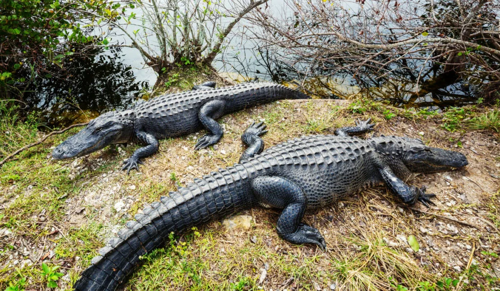 two alligators in near the lake