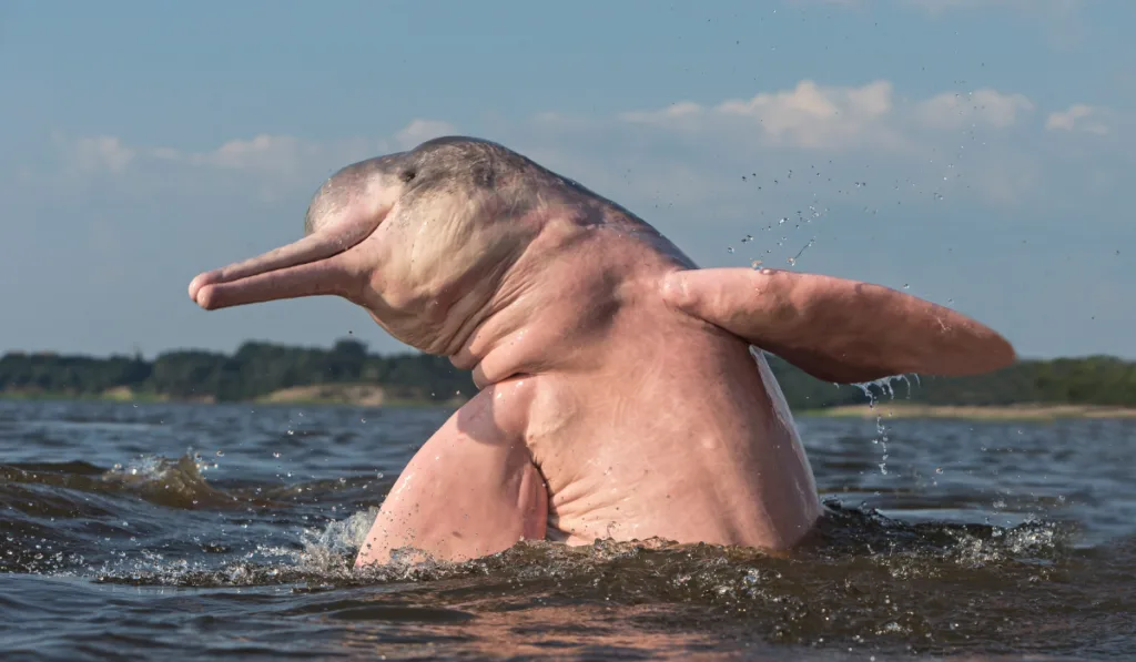 Amazon River Dolphin jumping