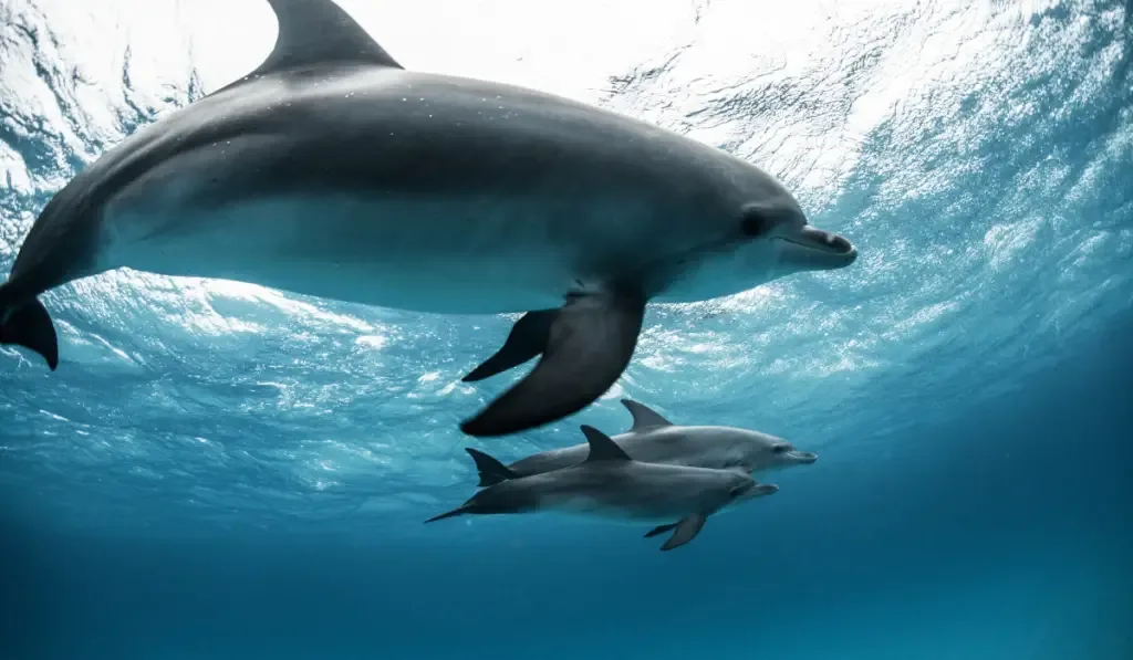 Dolphin swimming in the sea