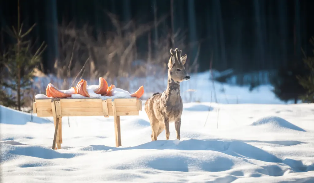 Baby deer eats a pumpkin in a feeder in winter
