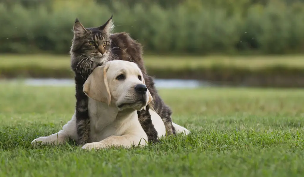 Cat and dog looks afraid looking on something