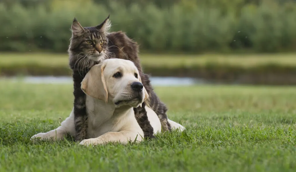 Cat and dog looks afraid looking on something 