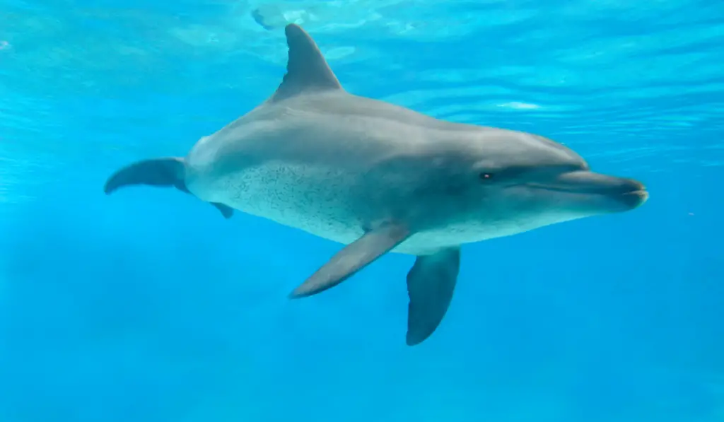 Common bottlenose dolphin swimming alone in the sea