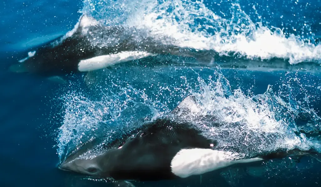 Dall’s Porpoise surfacing in the water