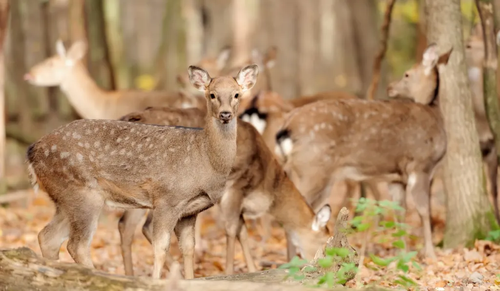 Deer in autumn forest

