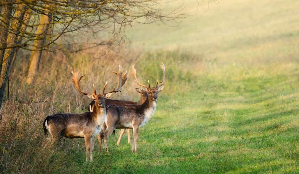 three dears in the field