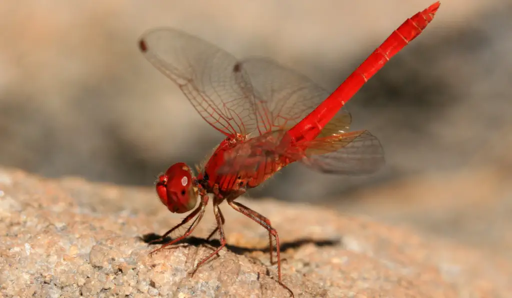 Detailed Closeup of Red Dragonfly