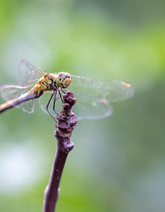 dragonfly on a stick