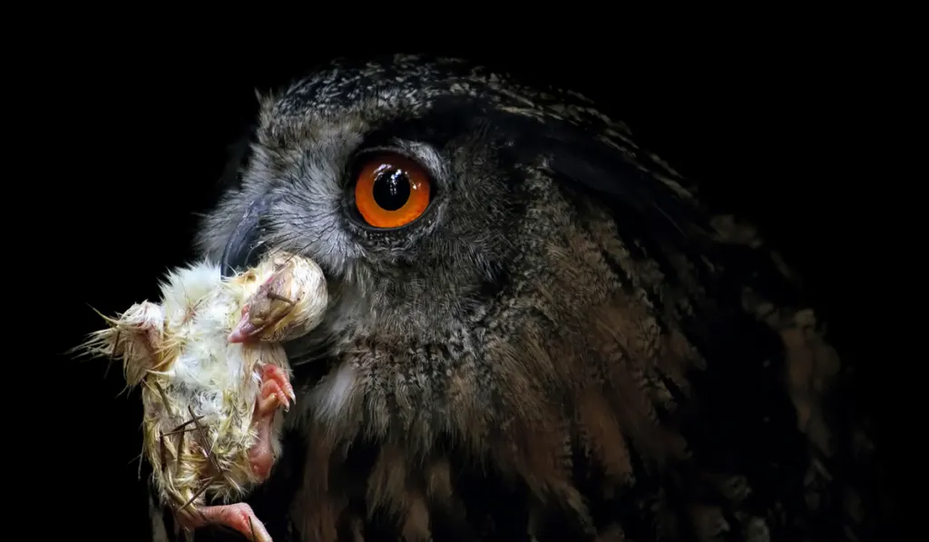 Eagle Owl Eating Small Chicken