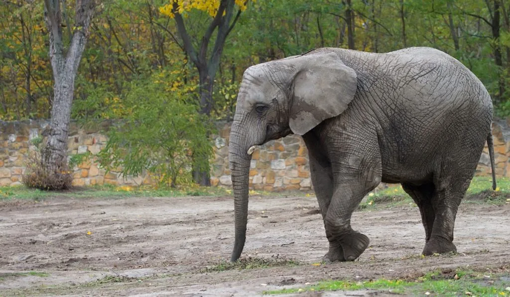 elephant walking in the park