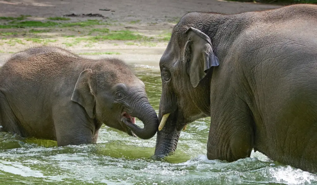Female elephant and her little baby playing and bathing in water