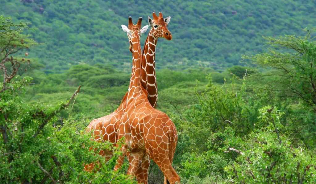 two giraffes standing neck to neck in the field.