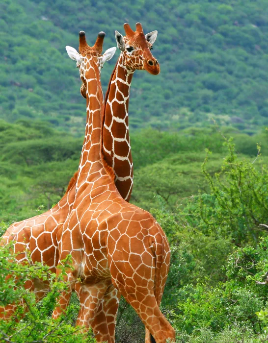 Fight-of-two-giraffes