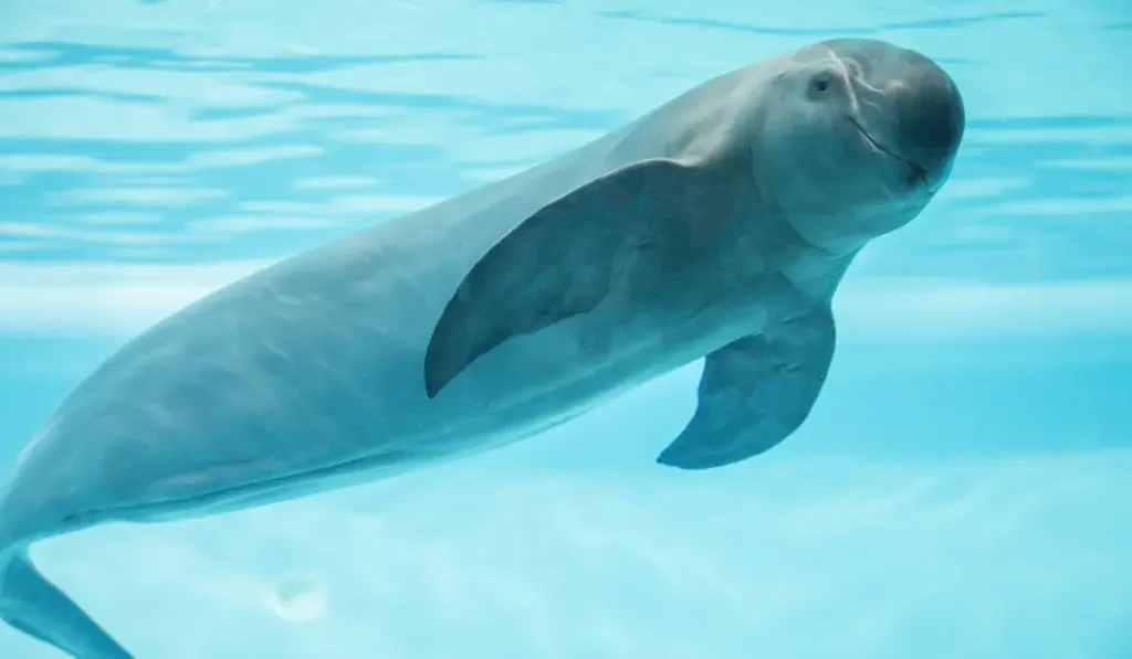 Finless Porpoises smiling at the camera