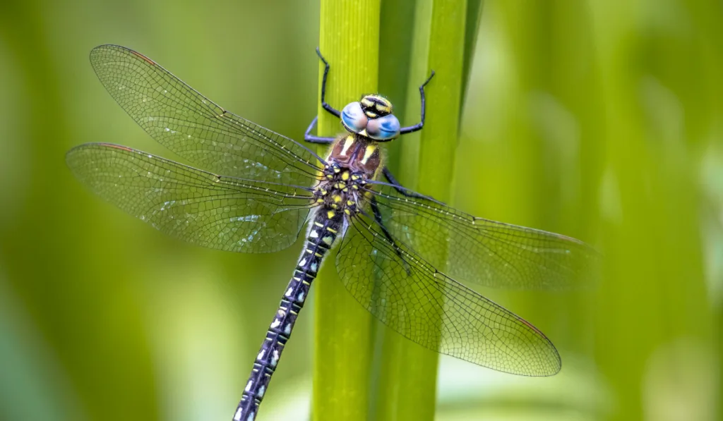Hairy dragonfly (Brachytron pratense) resting on vegetation on vivid green background