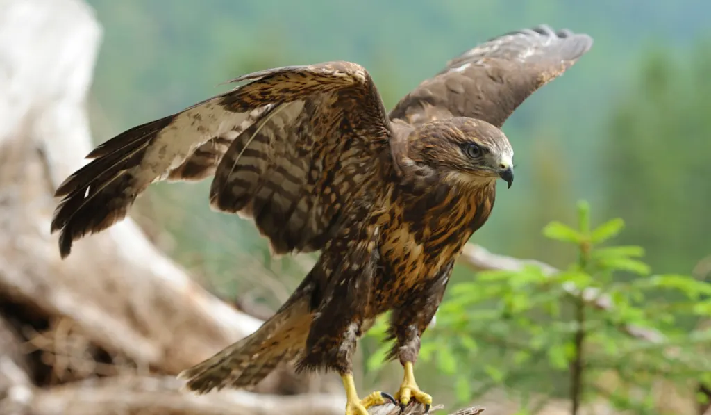 Hawk on a branch in forest

