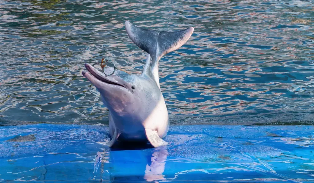 Indo-Pacific Humpback Dolphin showing tricks in the crowd
