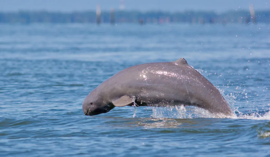 Irrawaddy Dolphin jumping in the sea   