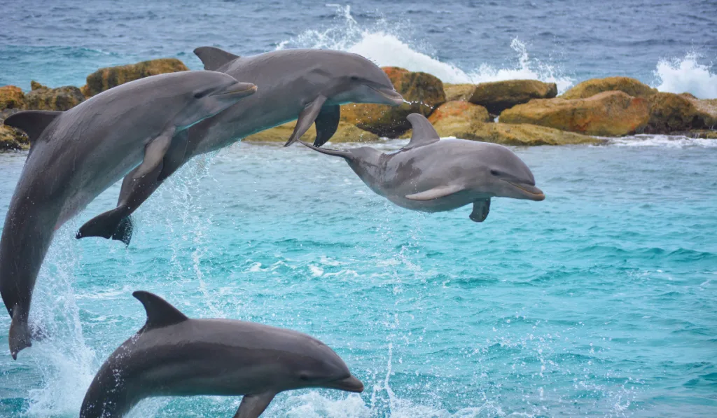 Jumping dolphins in the ocean
