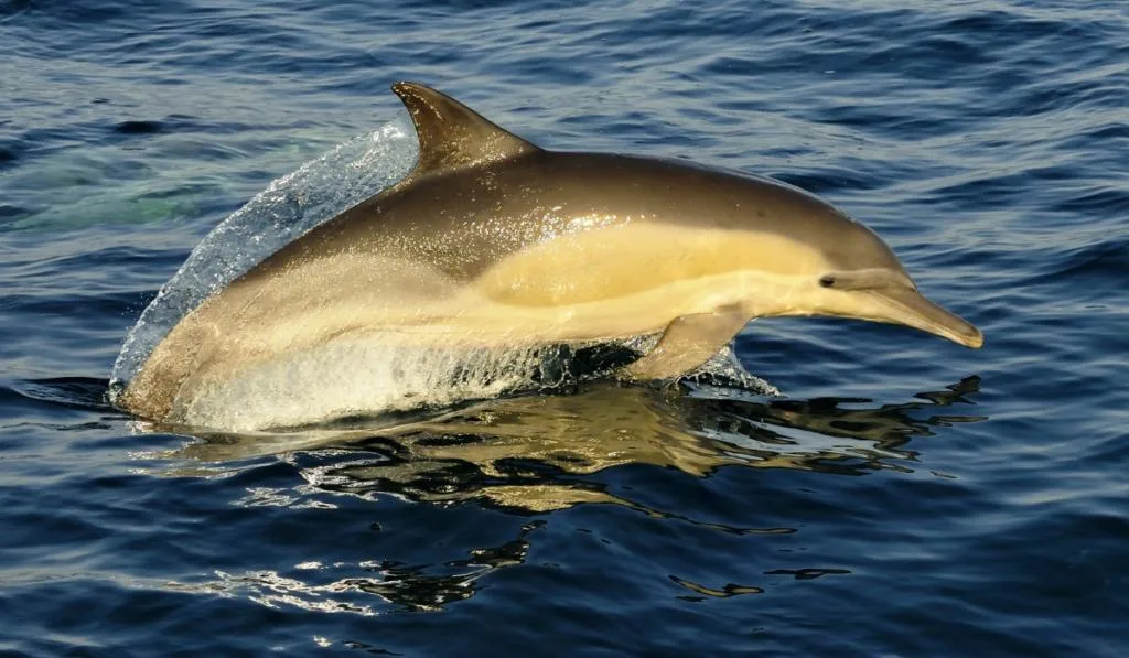 Long-Beaked Common Dolphin swimming in the ocean