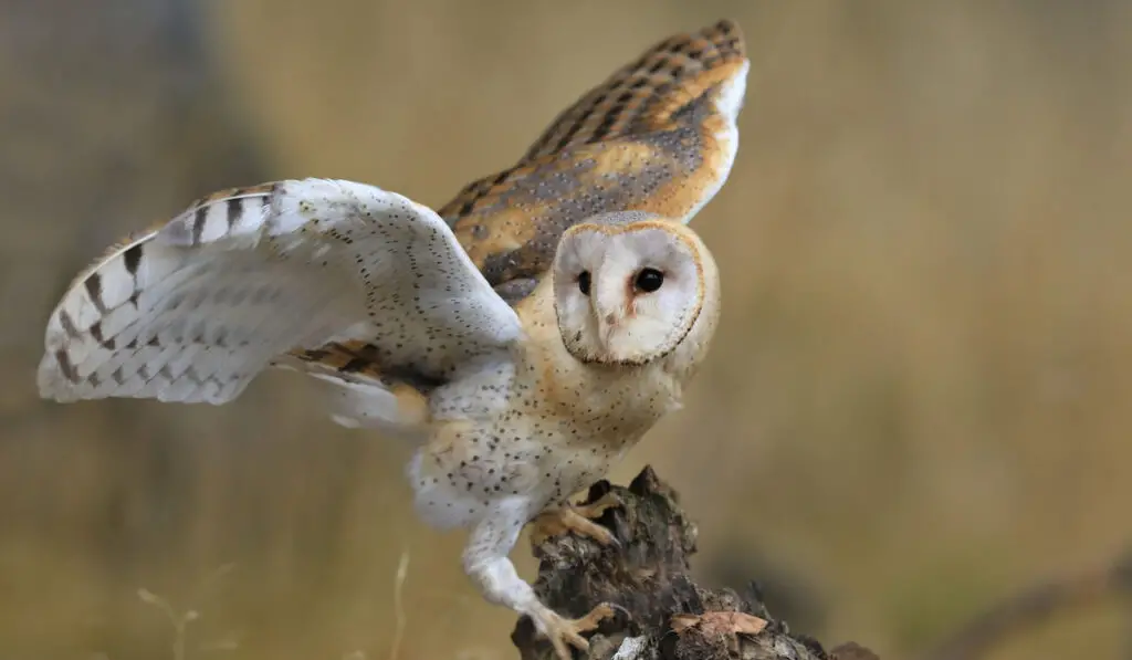 Magnificent Barn Owl perched on a stump in the forest