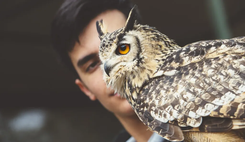 Man-looking-at-owl-on-orange-glove