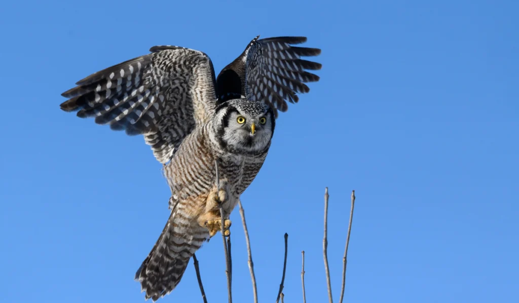 Northern Hawk Owl with Open Wings Perched on Top of the Tree on Blue Sky
