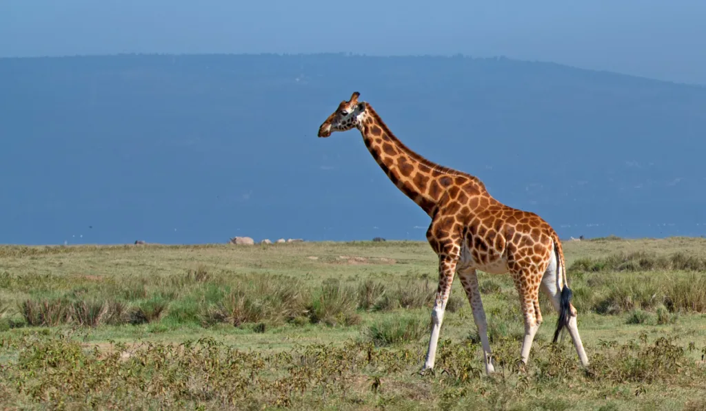 Giraffe walking alone in the grassy field.