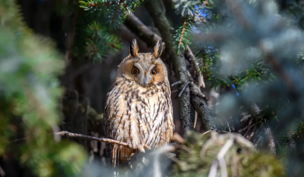 Owl sit in a tree and looking on the the camera