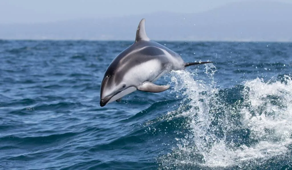 Pacific White-Sided Dolphin jumping in the ocean