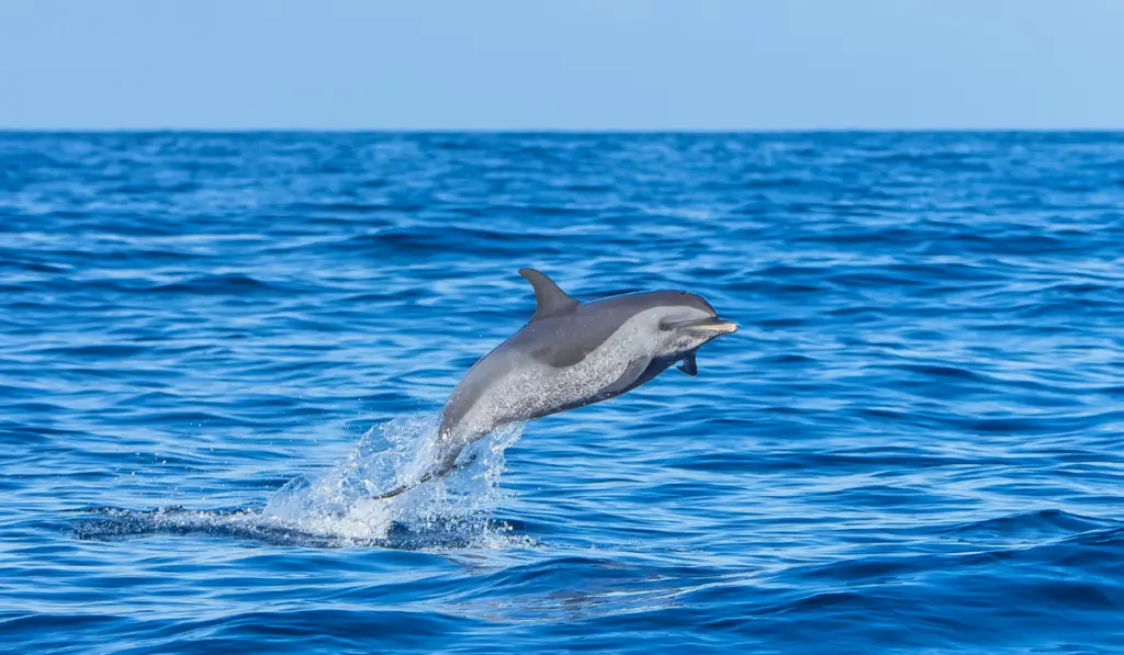 Pan tropical spotted dolphin, dolphin jumping in blue sea
