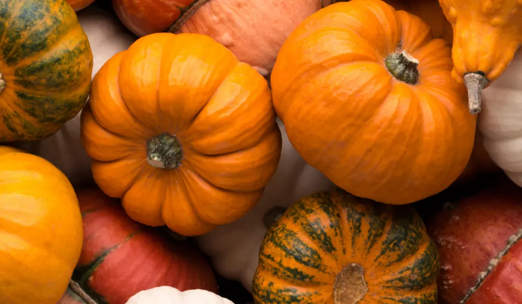 a lot of multicolor pumpkins