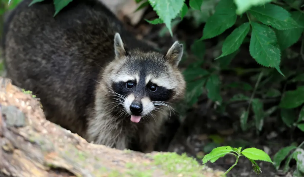 Raccoon in the forest
