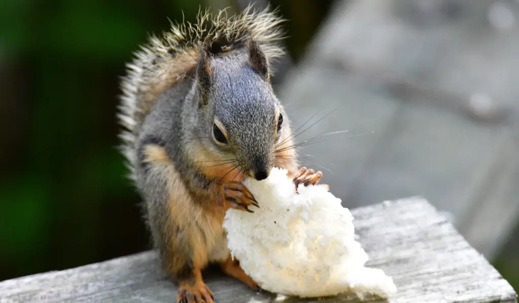 Red squirrel eating some bread